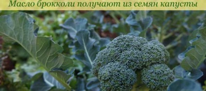 Uleiul de broccoli și proprietățile sale, beneficii pentru păr și piele