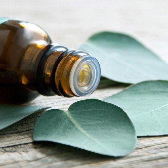 Proprietăți utile de ulei de eucalipt, utilizare, contraindicații