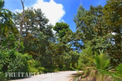 Înflorirea în masă a durienilor în Thailanda