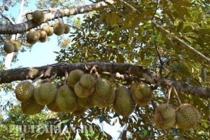 Înflorirea în masă a durienilor în Thailanda