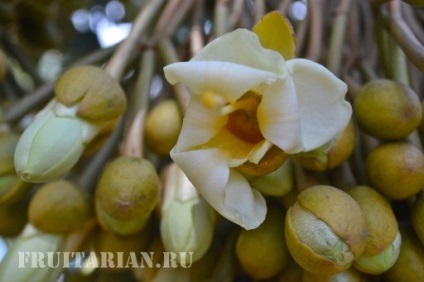 Înflorirea în masă a durienilor în Thailanda