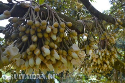 Înflorirea în masă a durienilor în Thailanda