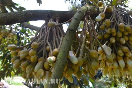 Înflorirea în masă a durienilor în Thailanda