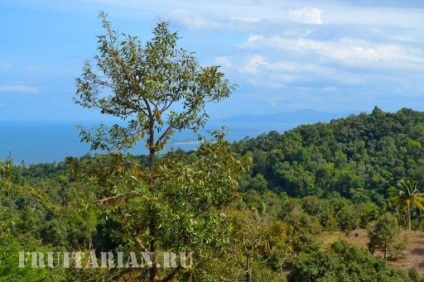 Înflorirea în masă a durienilor în Thailanda