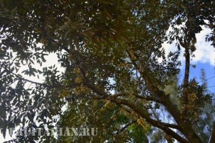 Înflorirea în masă a durienilor în Thailanda