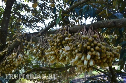 Înflorirea în masă a durienilor în Thailanda