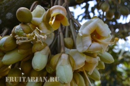 Înflorirea în masă a durienilor în Thailanda