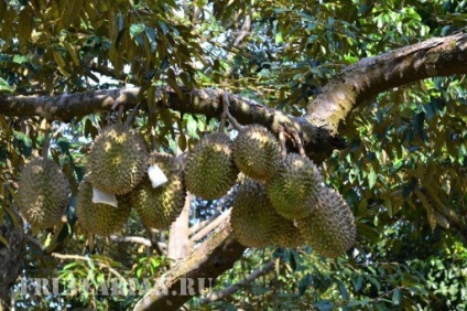 Înflorirea în masă a durienilor în Thailanda