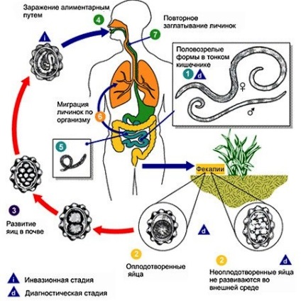 Măsuri preventive împotriva infestării cu viermi paraziți