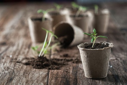 Metode de cultivare a tomatelor într-o seră Secretul unei recolte bogate de roșii