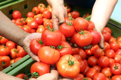 домати в тайна техники на парникови отглеждане на богата реколта от домати