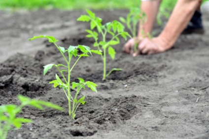 Metode de cultivare a tomatelor într-o seră Secretul unei recolte bogate de roșii