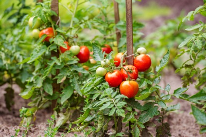 Metode de cultivare a tomatelor într-o seră Secretul unei recolte bogate de roșii