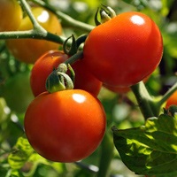 Metode de cultivare a tomatelor într-o seră Secretul unei recolte bogate de roșii