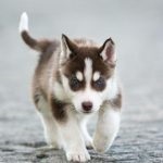 Miniatură Husky (60 de fotografii) Kli din Alaska, rasă mică, catelus pitic