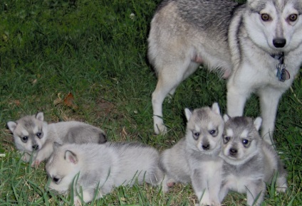 Miniatură Husky (60 de fotografii) Kli din Alaska, rasă mică, catelus pitic