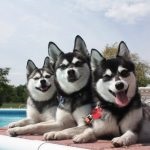 Miniatură Husky (60 de fotografii) Kli din Alaska, rasă mică, catelus pitic