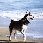 Miniatură Husky (60 de fotografii) Kli din Alaska, rasă mică, catelus pitic