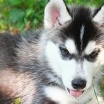 Miniatură Husky (60 de fotografii) Kli din Alaska, rasă mică, catelus pitic