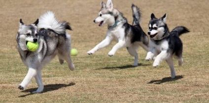 Miniatură Husky (60 de fotografii) Kli din Alaska, rasă mică, catelus pitic