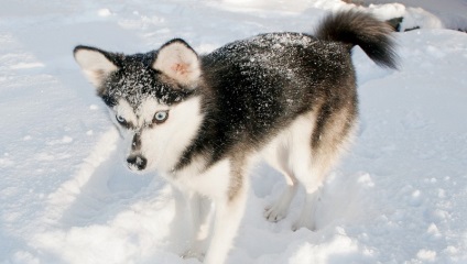 Miniatură Husky (60 de fotografii) Kli din Alaska, rasă mică, catelus pitic