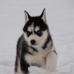 Miniatură Husky (60 de fotografii) Kli din Alaska, rasă mică, catelus pitic