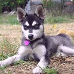 Miniatură Husky (60 de fotografii) Kli din Alaska, rasă mică, catelus pitic