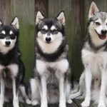 Miniatură Husky (60 de fotografii) Kli din Alaska, rasă mică, catelus pitic