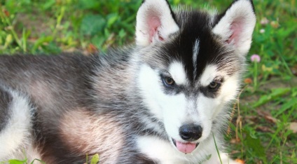 Miniatură Husky (60 de fotografii) Kli din Alaska, rasă mică, catelus pitic