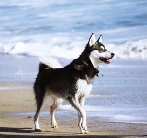 Miniatură Husky (60 de fotografii) Kli din Alaska, rasă mică, catelus pitic