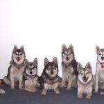 Miniatură Husky (60 de fotografii) Kli din Alaska, rasă mică, catelus pitic