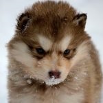 Miniatură Husky (60 de fotografii) Kli din Alaska, rasă mică, catelus pitic