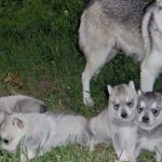 Miniatură Husky (60 de fotografii) Kli din Alaska, rasă mică, catelus pitic