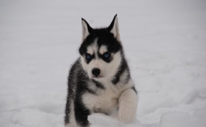 Miniatură Husky (60 de fotografii) Kli din Alaska, rasă mică, catelus pitic