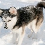 Miniatură Husky (60 de fotografii) Kli din Alaska, rasă mică, catelus pitic