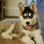 Miniatură Husky (60 de fotografii) Kli din Alaska, rasă mică, catelus pitic