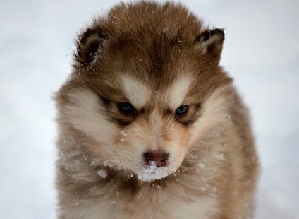 Miniatură Husky (60 de fotografii) Kli din Alaska, rasă mică, catelus pitic