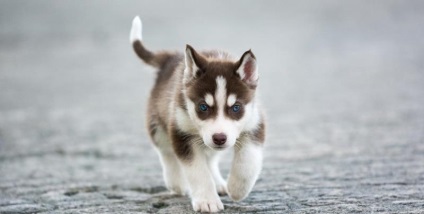 Miniatură Husky (60 de fotografii) Kli din Alaska, rasă mică, catelus pitic