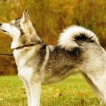 Miniatură Husky (60 de fotografii) Kli din Alaska, rasă mică, catelus pitic