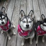 Miniatură Husky (60 de fotografii) Kli din Alaska, rasă mică, catelus pitic