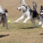 Miniatură Husky (60 de fotografii) Kli din Alaska, rasă mică, catelus pitic