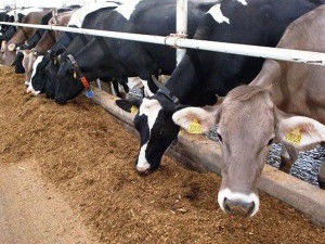 Mini fermă pentru vaci, cum să construiești o fermă cu mâinile tale