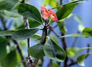 Euphorbia (euphorbia) condiții de întreținere, îngrijire și reproducere pe