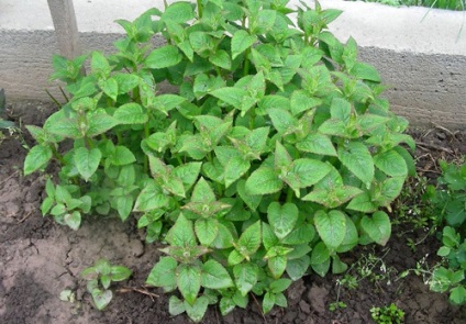 Monard ca o plantă ornamentală și condimente și o descriere a culturii legumelor, reguli de cultivare și