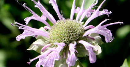 Monarda - îngrijire și cultivare în grădină, greenmarket