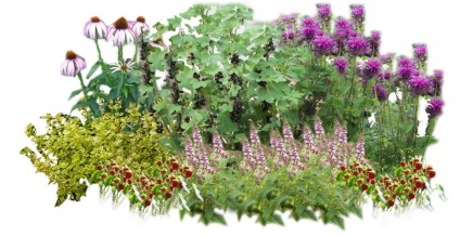 Monarda - îngrijire și cultivare în grădină, greenmarket
