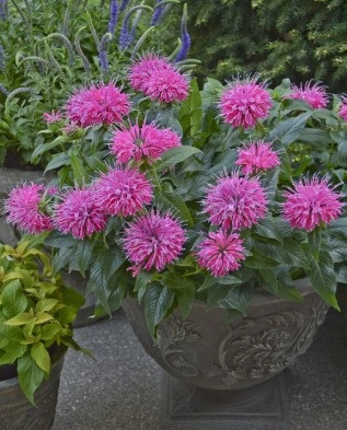 Monarda - îngrijire și cultivare în grădină, greenmarket