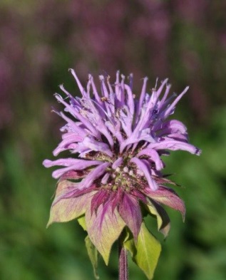 Monarda - îngrijire și cultivare în grădină, greenmarket