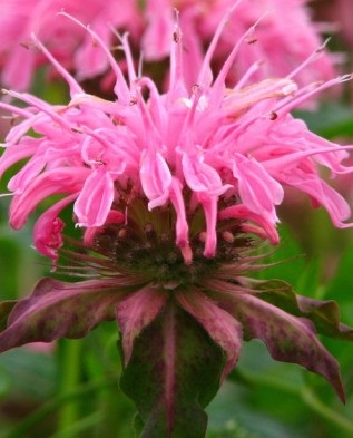 Monarda - gondozás és termesztés a kertben, greenmarket