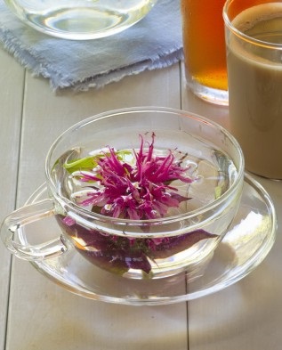 Monarda - îngrijire și cultivare în grădină, greenmarket